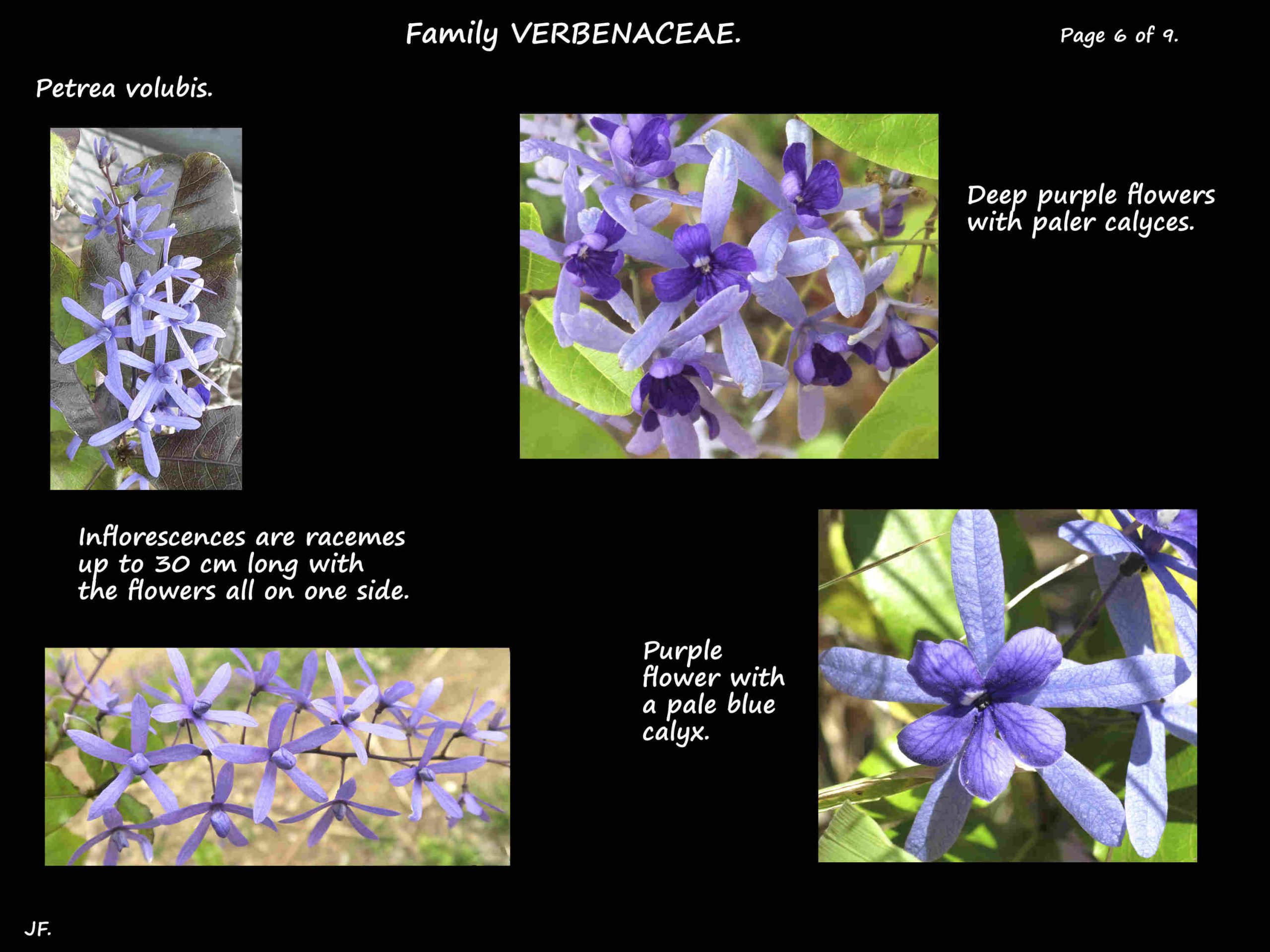 6 Flowers of Petrea volubis